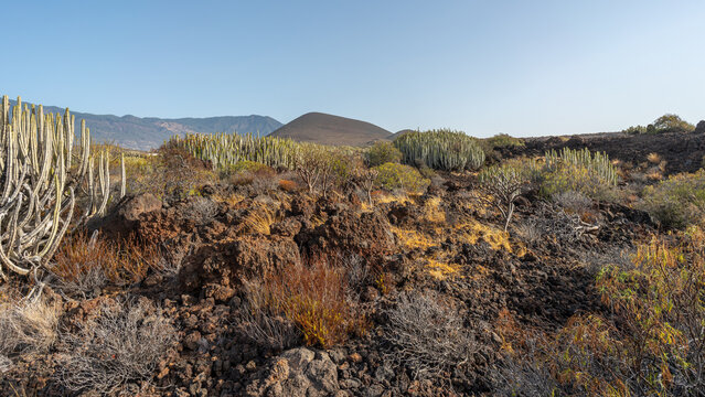 Sukulenty, rośliny na polach lawowych Malpa&iacute;s de Guimar Teneryfa