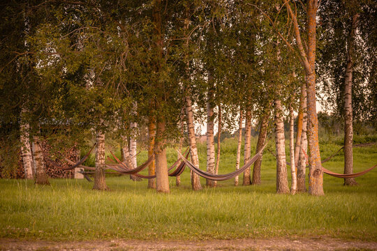 A relaxing hammocks hangs peacefully amongst trees in a summer day.