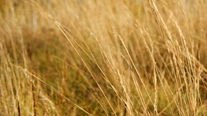 Golden dry grass sways gently in the warm breeze under the bright sun in an open field