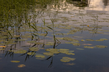 Water lilies with yellow flowers in a lake in Latvia. Pond with waterlilies landscape. 