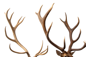 Reindeer horns, deer antlers isolated on AI generated by PNG