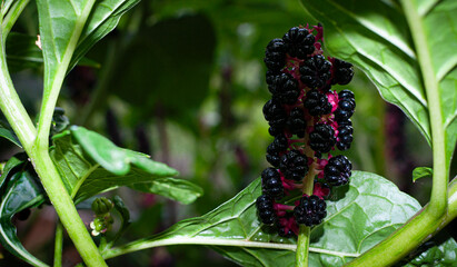 Close-up of a wild plant with dark purple to black berries clustered on a vivid red stem, surrounded by smooth green leaves.