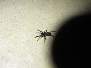 A small black spider on the floor of a house at night