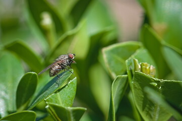 Common Housefly (Musca domestica) resting on green leaf in natural environment.
