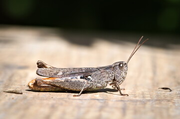 Common Field Grasshopper (Chorthippus brunneus) resting on wooden surface in natural sunlight.