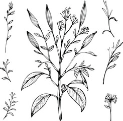 Simple line art of cardamom plant, hand drawn ink strokes, pods, leaves, and flowers, vector set for spice and herbal products 3