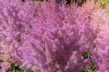 Astilbe is grown as garden plants. Cottage garden. Floral decoration. Sunny day. Blooming purple flower.
