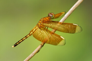 Colorful Dragonfly Skimmer - Neurothemis manadensis with beautiful wings sitting on the plant in Sulawesi Indonesia, yellow and red morph.