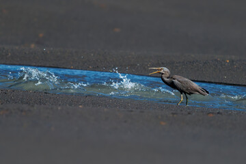 Pacific Reef-egret or Reef-heron Egretta sacra also Eastern reef heron or eastern reef egret, bird found throughout southern Asia and Oceania, dark and light morph bird, hunting and flying in Sulawesi