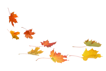 A set of vibrant red, orange and yellow autumn maple leaves isolated on transparent background. Fall designs. Thanksgiving themes, backgrounds, and patterns.