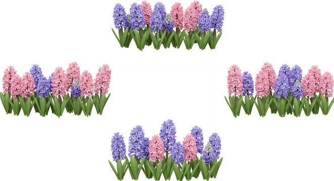 Pink and purple hyacinth flowers arrangement