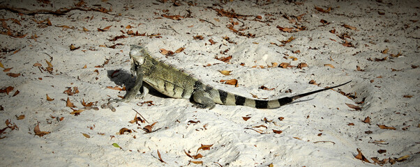 Iguana on Beach in the Caribbean