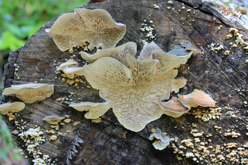 Scene from the Great Smoky Mountain National Park