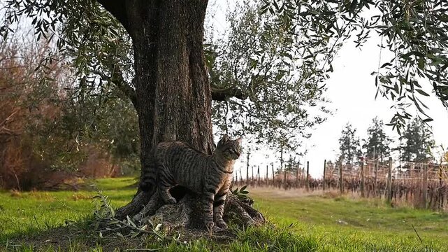 motionless striped cat near a tree. only the tail moves. slow motion
