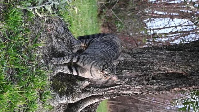 motionless striped cat near a tree. only the tail moves. slow motion. camouflage