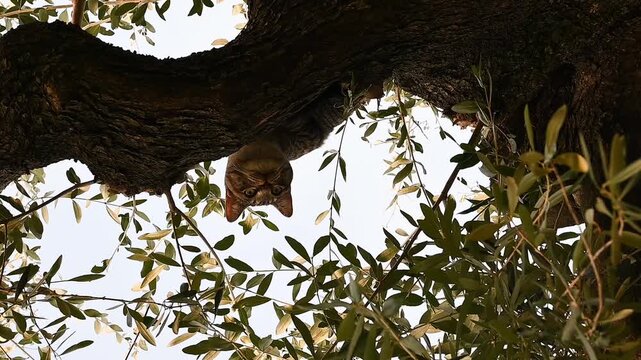 Short video of a tabby cat in an olive tree. View from below.