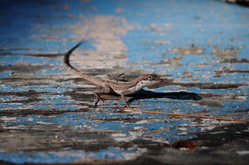 lizard on a piece of painted wood