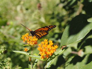 monarch butterfly on milkweed