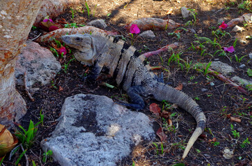 Close Up of Iguana in Mexico