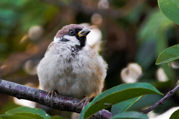 bird on a branch