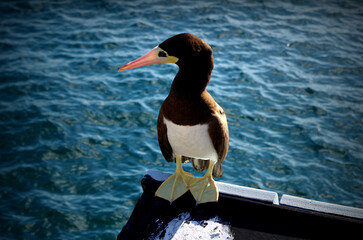 Seabird by the ocean