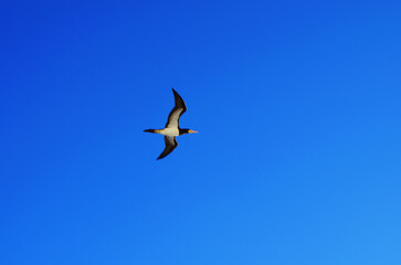seagull in flight