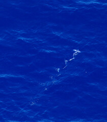 flying fish skips across ocean surface