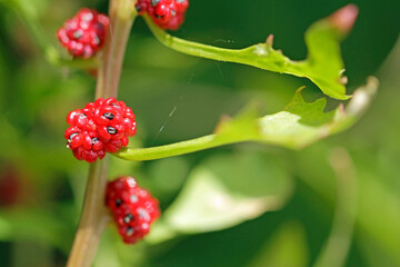  Real strawberry spinach, fruiting in summer