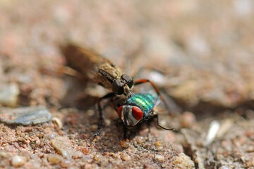 Common robber fly sucking a gold fly