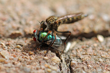 Common robber fly sucking a gold fly