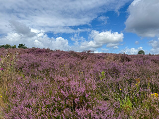 Fototapeta premium Stunning view of blooming heath with pink purple heather flowers in famous nature reserve park Lueneburger Heide in North Germany