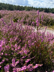 Obraz premium Stunning view of blooming heath with pink purple heather flowers in famous nature reserve park Lueneburger Heide in North Germany