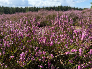 Stunning view of blooming heath with pink purple heather flowers in famous nature reserve park Lueneburger Heide in North Germany