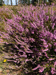 Obraz premium Stunning view of blooming heath with pink purple heather flowers in famous nature reserve park Lueneburger Heide in North Germany