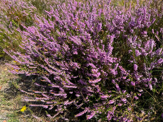 Obraz premium Stunning view of blooming heath with pink purple heather flowers in famous nature reserve park Lueneburger Heide in North Germany