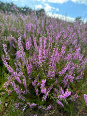 Stunning view of blooming heath with pink purple heather flowers in famous nature reserve park Lueneburger Heide in North Germany
