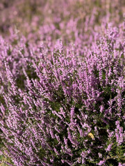 Fototapeta premium Stunning view of blooming heath with pink purple heather flowers in famous nature reserve park Lueneburger Heide in North Germany