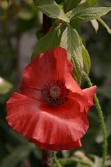 Naklejka premium red poppy flower