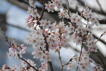 満開を迎えた桜の花びら