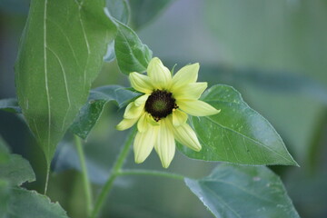 flower in the garden