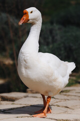 White Goose Standing on Stone Path