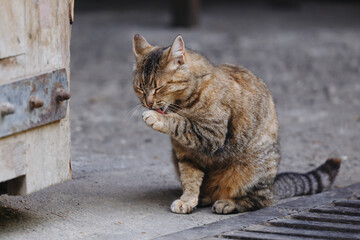 Cat Grooming Itself on Urban Street