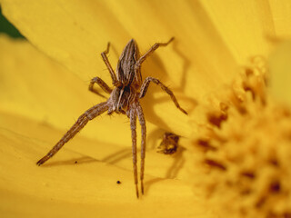 Nursery web spider inside a yellow sunflower