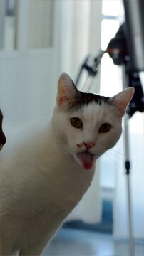 Cats eating paste treat stick &ndash; feeding pets close-upCats eating paste treat stick &ndash; feeding pets close-up