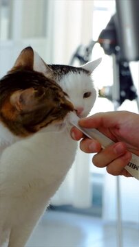 Cats eating paste treat stick &ndash; feeding pets close-upCats eating paste treat stick &ndash; feeding pets close-up