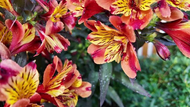 Close up of Blooming Vibrant Alstroemeria Flowers in Bloom Exotic Peruvian Lily Tropical Plant