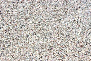 close up of many small seashells