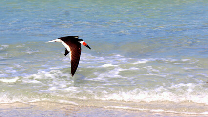 Bird flying at the beach