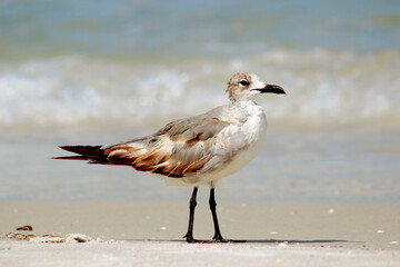 seagull on the beach