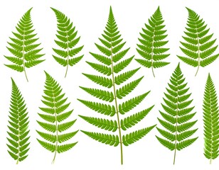 Collection of vibrant green fern leaves against a white background
